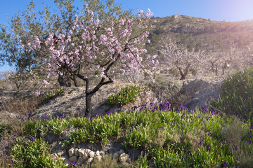 Blossoming almond trees in the mountains and wild lilac iris flowers at the foot of a sunny day in Spain.