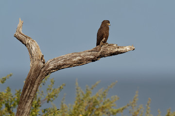 Western Banded Snake-Eagle - Circaetus cinerascens grey-brown African raptor with a short tail and a large head, sitting on the trunk and flying away in Zimbabawe in Africa