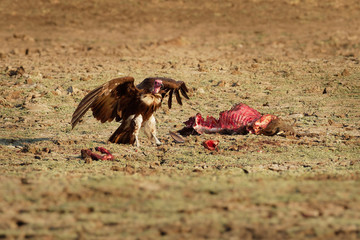 Hooded Vulture - Necrosyrtes monachus  Old World vulture in the order Accipitriformes, brown birds with pink (red) head feeds on the carcass of the warthog. Action scene from Africa