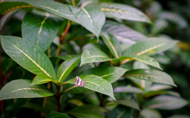 Fototapeta premium Tropical forest with a butterfly on a green leaf.