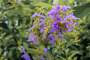 purple flowers in the garden