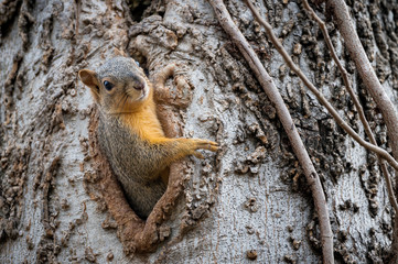 fox squirrel peaking out of cavity in tree