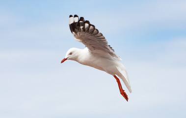 Seagull flying on a blue sky day