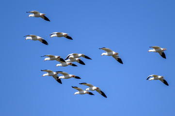 snow geese in formation