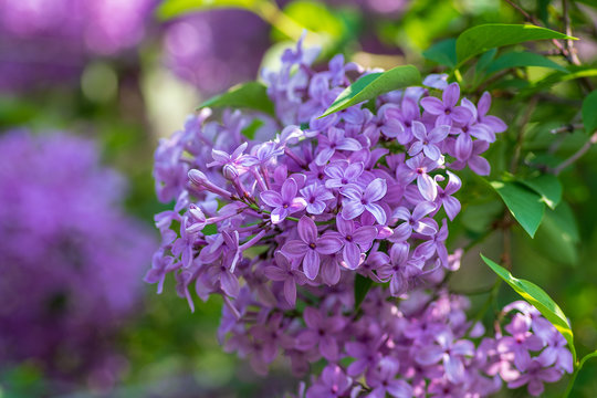 Purple fresh lilacs growing on a bush. Spring blooming flowers.