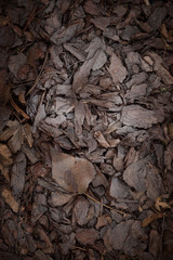 Brown frozen leaves and bark of tree on ground in winter mornings
