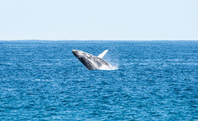 Fototapeta premium Hump back whale breaching in the blue ocean water