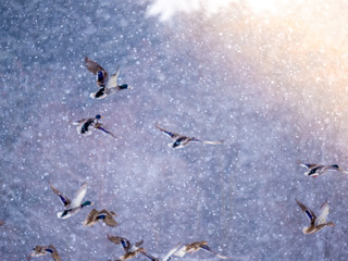 Mallard ducks on a frozen Wisconsin lake.