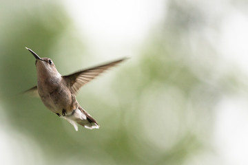 A female Ruby Throated Hummingbird flying with wings spread.