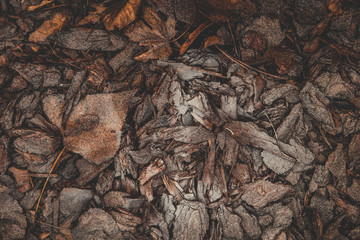 Brown frozen leaves and bark of tree on ground in winter mornings