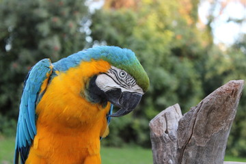 blue and yellow macaw