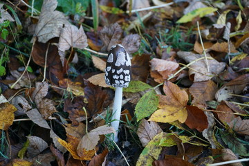 Pilz (Coprinopsis picacea)