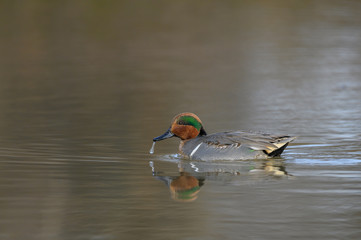 green-winged teal