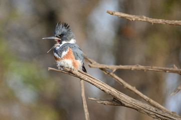 belted kingfisher 