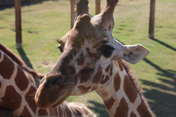 portrait of a giraffe