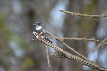 belted kingfisher 