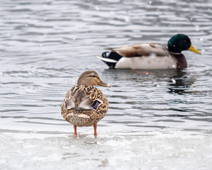 Mallard ducks on a frozen Wisconsin lake.