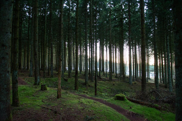 Naklejka premium Autumn forest. Klosterhede Plantage, Lemvig, Denmark.