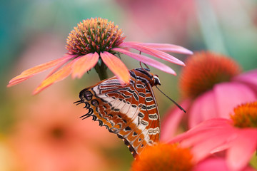 orange butterfly on pink coneflower