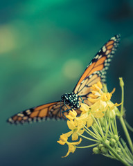Fototapeta na wymiar monarch butterfly with yellow flowers on green background