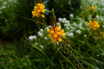 flores de colores