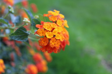 orange flower in the garden