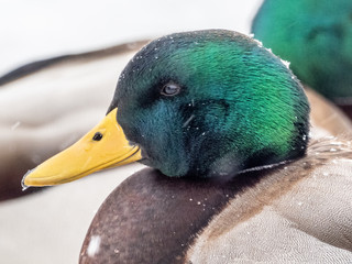 Mallard ducks on a frozen Wisconsin lake.