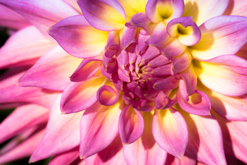 Close up pink and yellow dahlia