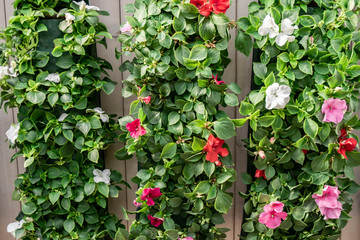 White, pink and purple balsam flowers on a wooden wall of a summer terrace. Vertical gardening with...