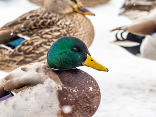 Mallard ducks on a frozen Wisconsin lake.