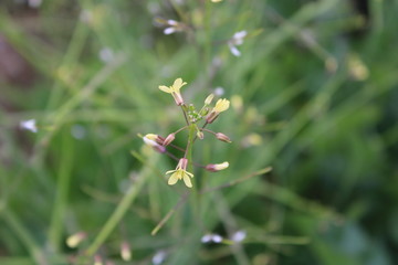 flower in the garden