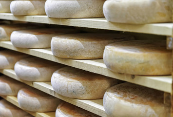 Wheels of aging Cheese on wooden shelves at ripening cellar of Franche Comte creamery in France