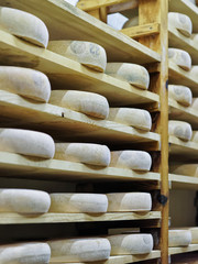 Shelves of aging Cheese on wooden shelves in ripening cellar of Franche Comte dairy in France