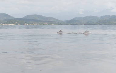 Naklejka premium Dolphins 7