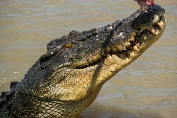 Crocodiles being  fed in the adelaide river in the Northern Territory Australia