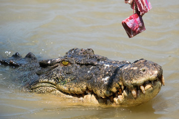 Obraz premium Crocodiles being fed in the adelaide river in the Northern Territory Australia