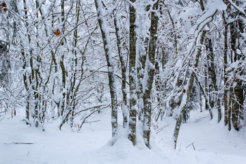 winter forest inside  snow silhuette trees wooden background