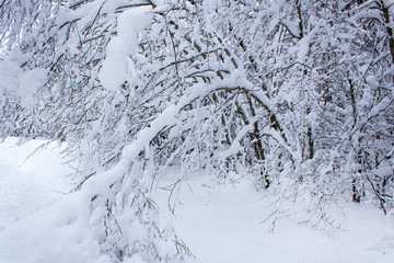 white snow covered trees mountain forest after snowfall beauty wintery ski season 