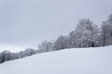 winter landscape with trees and snow black and white minimal wild nature beauty mountain forest