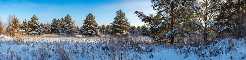 Panorama of young pines on a clear frosty winter day. Yakshur-bodinsky district, Udmurt Republic, Russia.