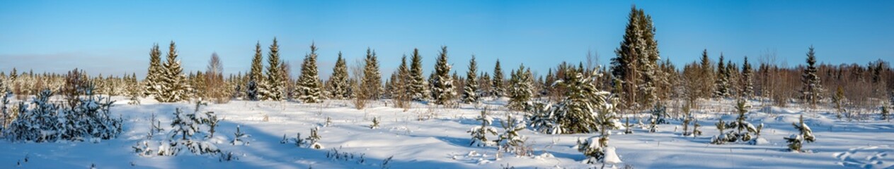 Panorama of young pines on a clear frosty winter day. Yakshur-bodinsky district, Udmurt Republic, Russia.