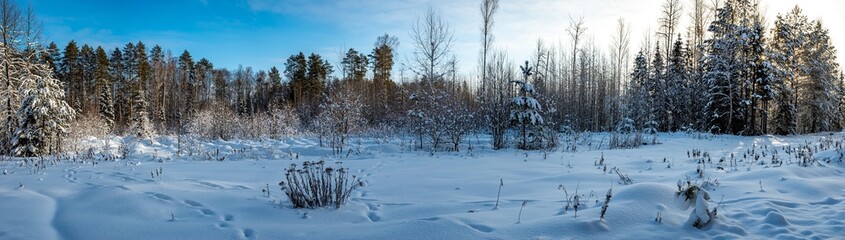 Panorama of young pines on a clear frosty winter day. Yakshur-bodinsky district, Udmurt Republic, Russia.