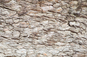 texture of tree bark