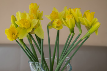 yellow narcissus in a flower vase
