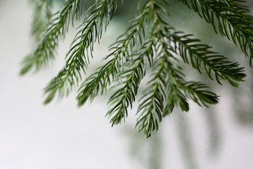 Delicate Norfolk pine tree branches