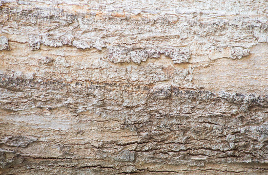 texture of tree bark