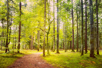 Beautiful spring season sunny forest with path.