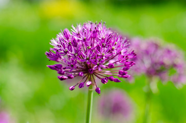 purple flower allium close up