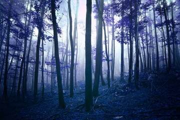 Dark blue foggy mystic forest landscape.