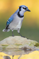 Bluejay in a bird drinker outside backyard